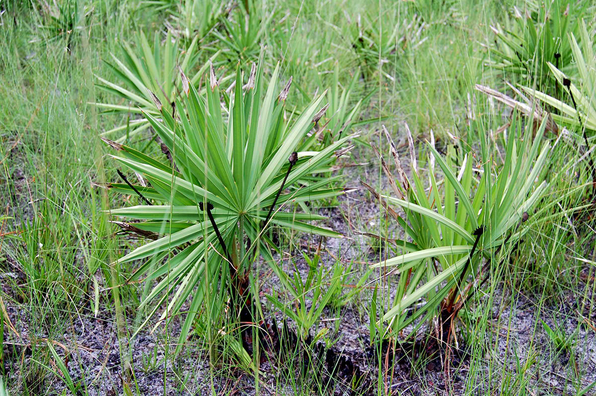 Native saw palmetto and wiregrass regeneration on charred soil after prescribed burn - Southern Rough photo gallery