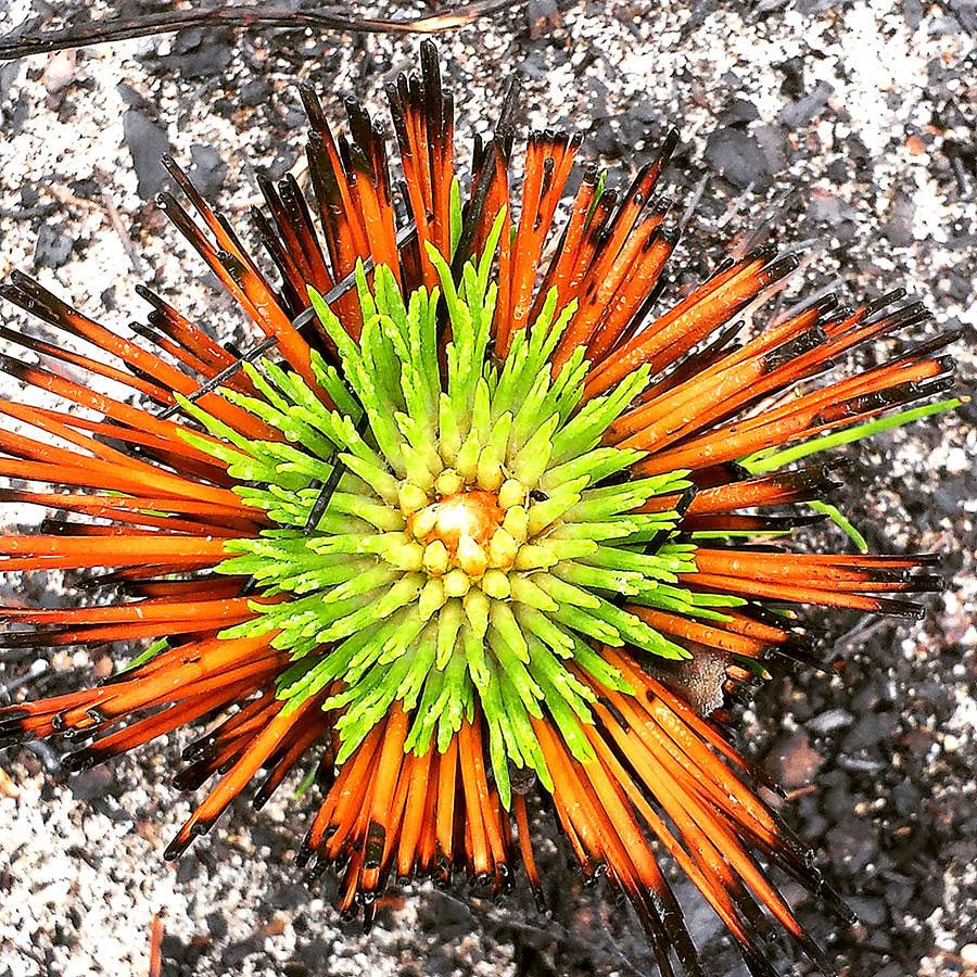 Top-down view of fire-adapted longleaf pine seedling showing new green needle growth emerging from burned orange needles - Southern Rough gallery