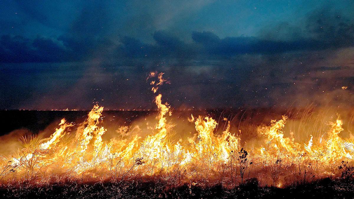 Wildland fire head fire advancing through saw palmetto and wiregrass at twilight - Southern Rough photo gallery