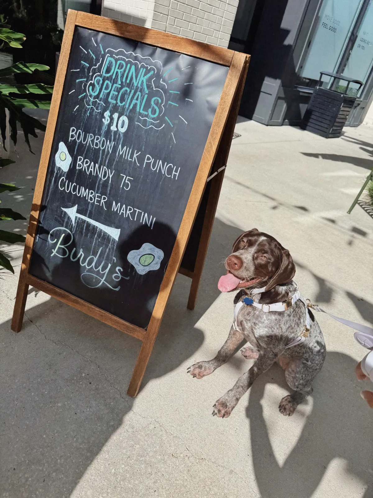 Meet Our New Barketing Director: Iris the GSP
