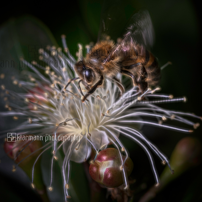 Bee photography is rewarding and helps raise awareness of the importance of Bees
