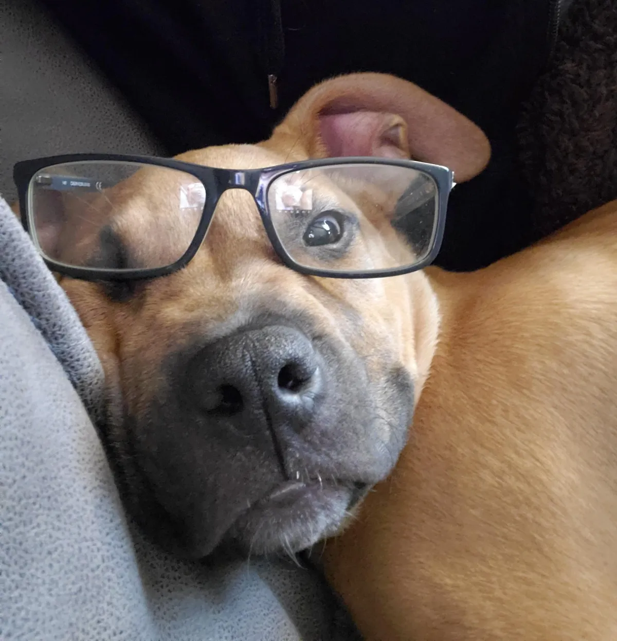 10 ways my dog inspired me to experience joy