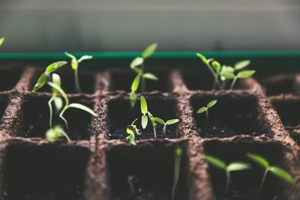small business growth accelerator