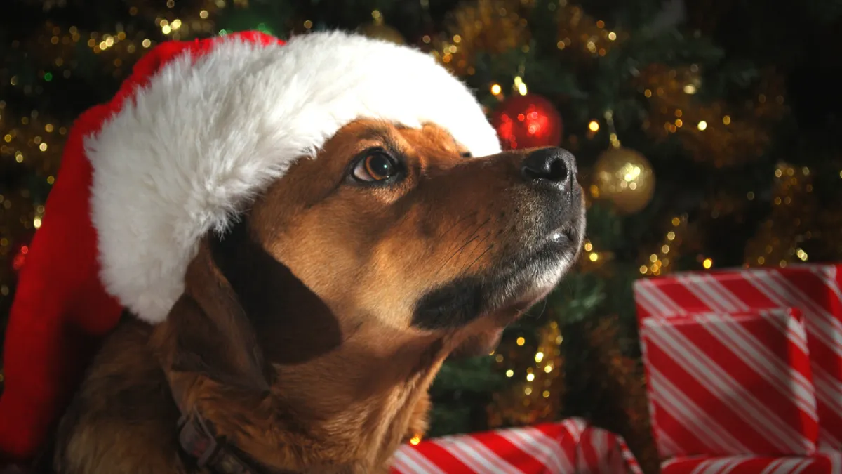 Prepare your dog for holidays