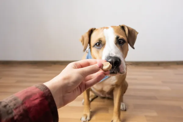 person giving dog treat