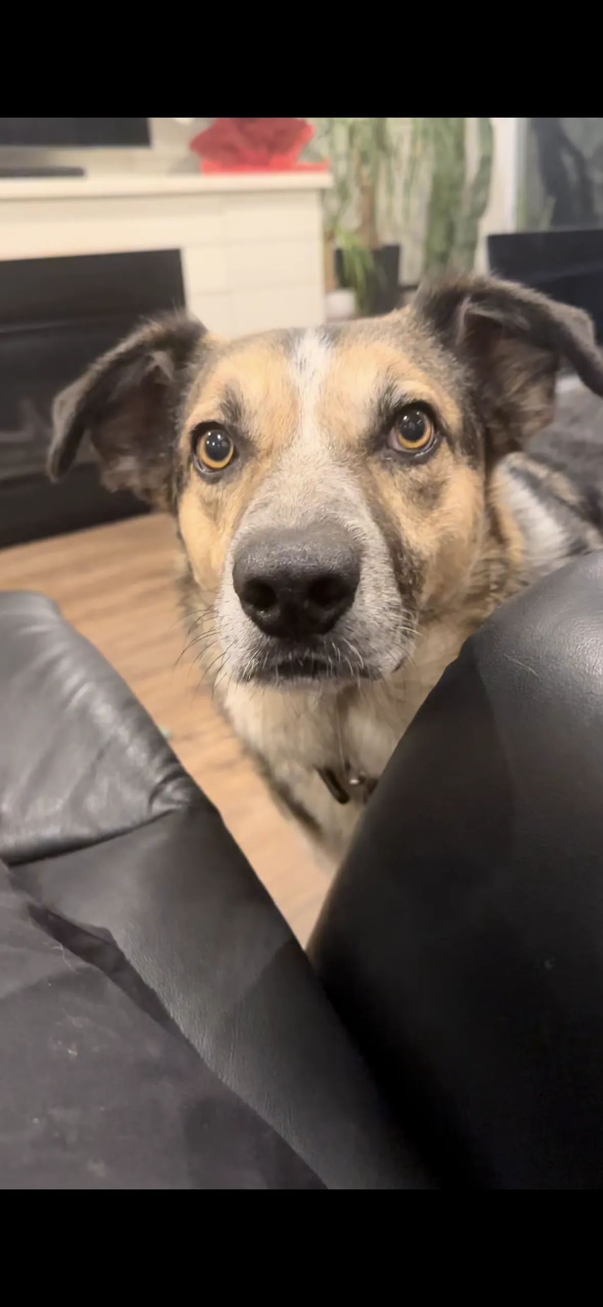 The cutest dog in the world.