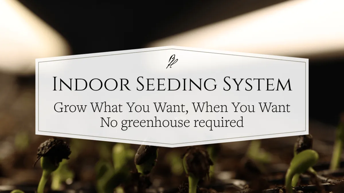 Indoor Seeding Success Without A Greenhouse