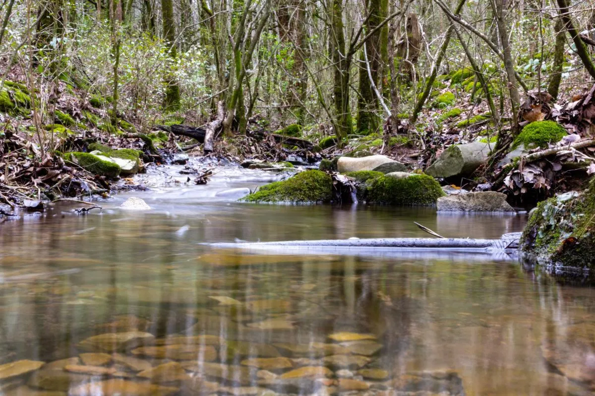 Hidden Trails & Stunning Views: Why Chapman Mountain Nature Preserve is Huntsville’s Natural Gem