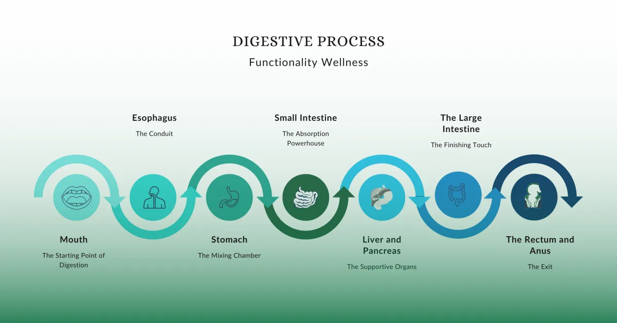 How Does Your Gut Work Anyway?