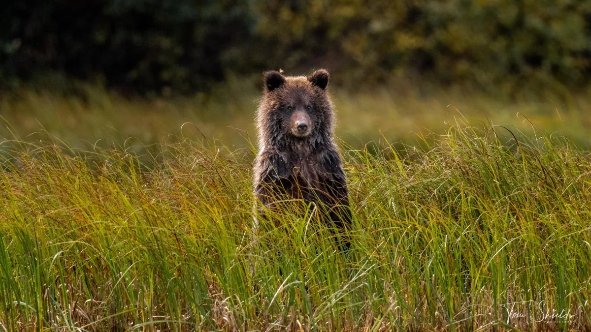 Grizzly bear cub