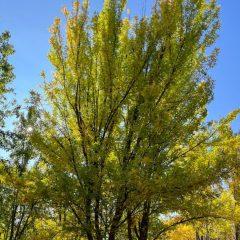 Unlocking the Secrets of Buying Trees at a Tree Farm in Treasure Valley