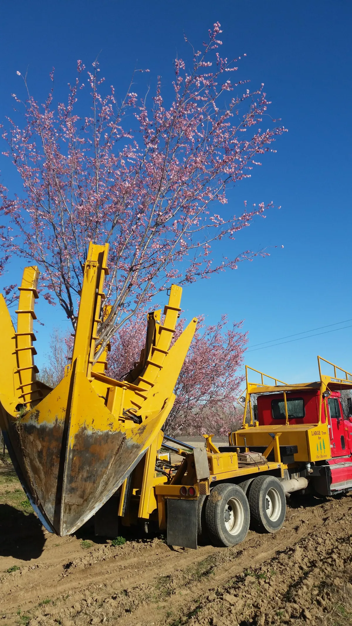 Buy Trees from Local Farms for a Greener Landscape
