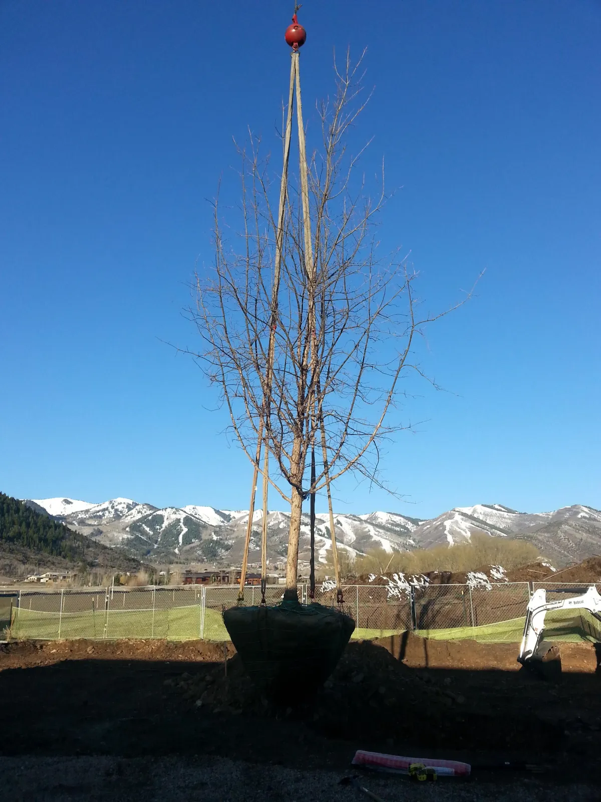 Tree in treasure valley 