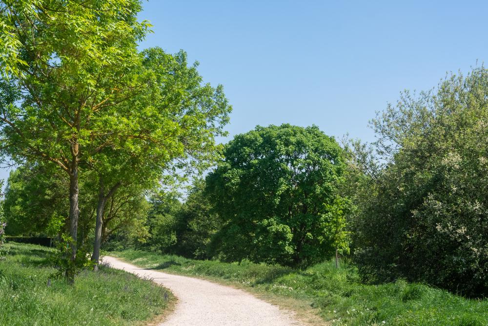 Transform Your Yard Instantly: Why Mature Trees Are the Ultimate Landscape Upgrade
