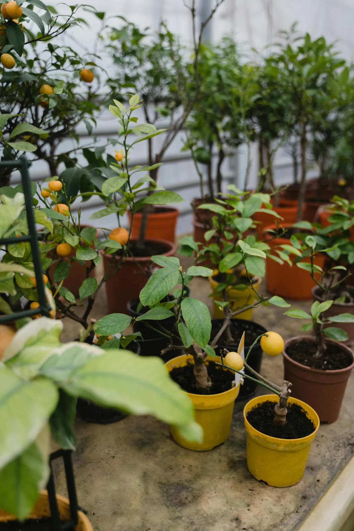 Fruit Trees for Sale: How to Choose, Buy, and Grow Your Backyard Orchard