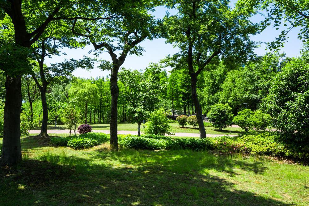 Tree Care Services for Homeowners: How to Keep Your Trees Healthy, Safe, and Valuable