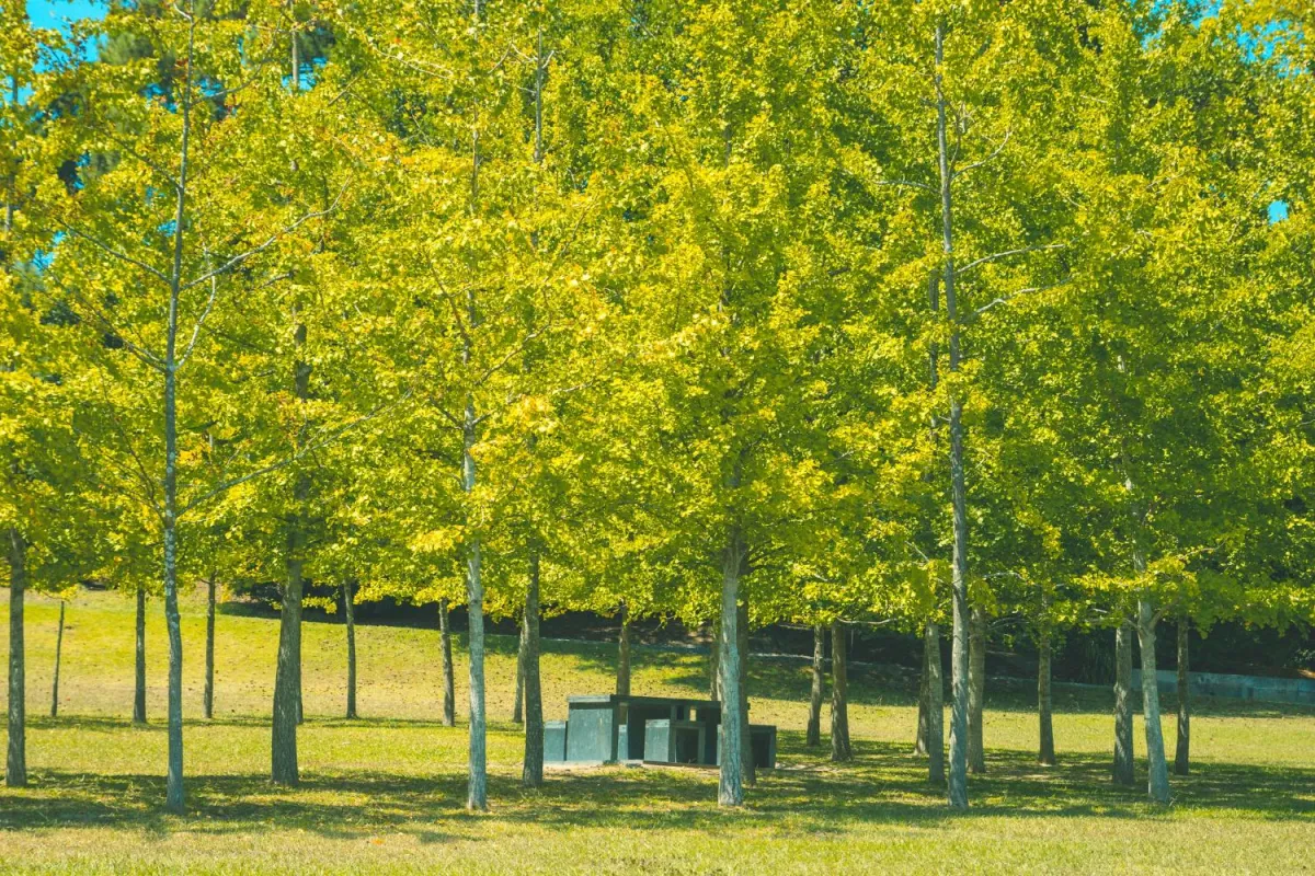 Best Trees for Landscaping: A Homeowner’s Guide to Choosing Right