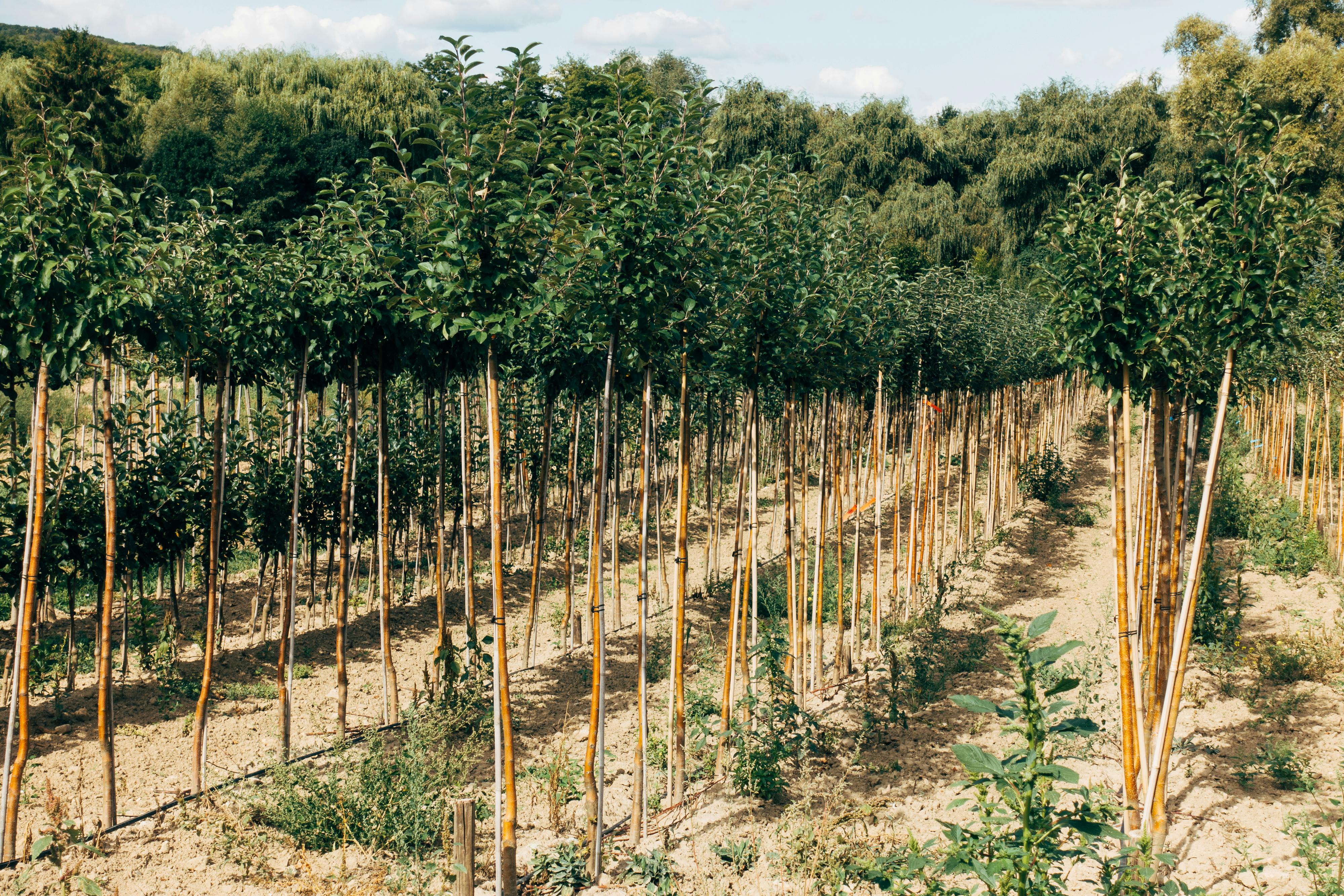 What Is a Tree Nursery? A Simple Guide to Where Trees Begin