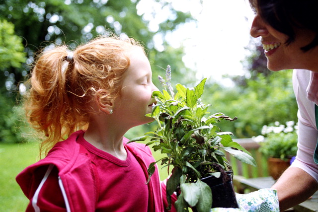 All natural fragrances to use for Sensory Enrichment