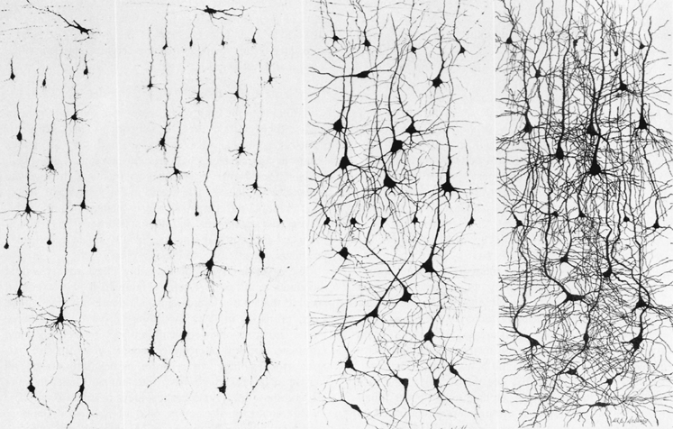 Adult Neurons do keep growing