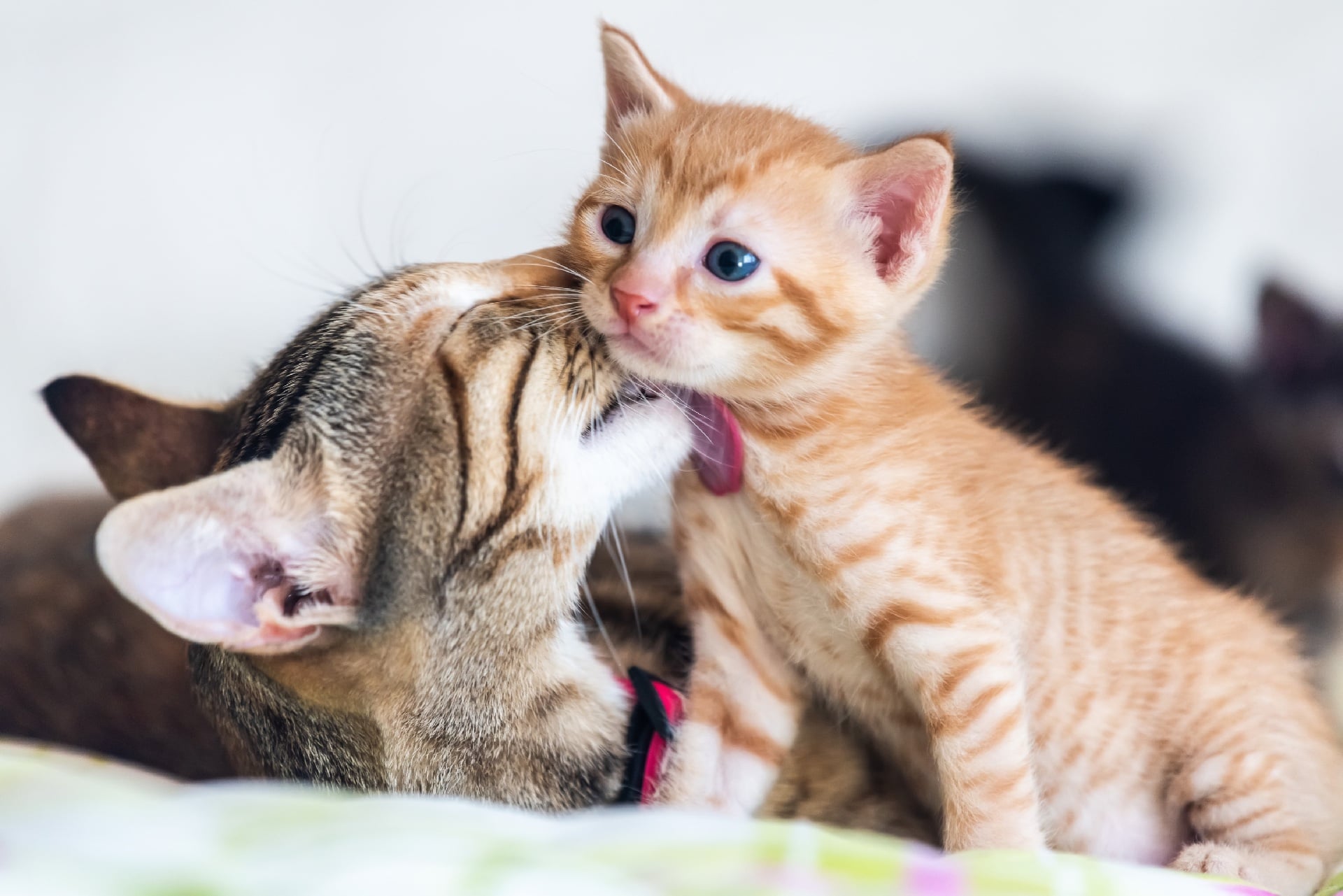 A mother’s touch can trigger genes that shape her child’s stress response