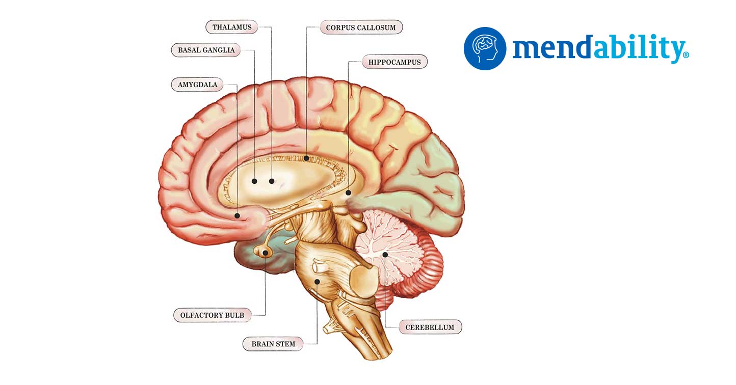 The cerebellum coordinates eye and hand tracking movements