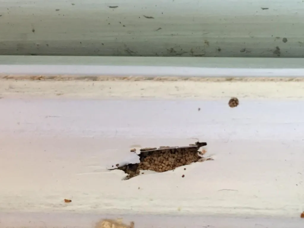 Drywood Termite Damage Diamondhead MS