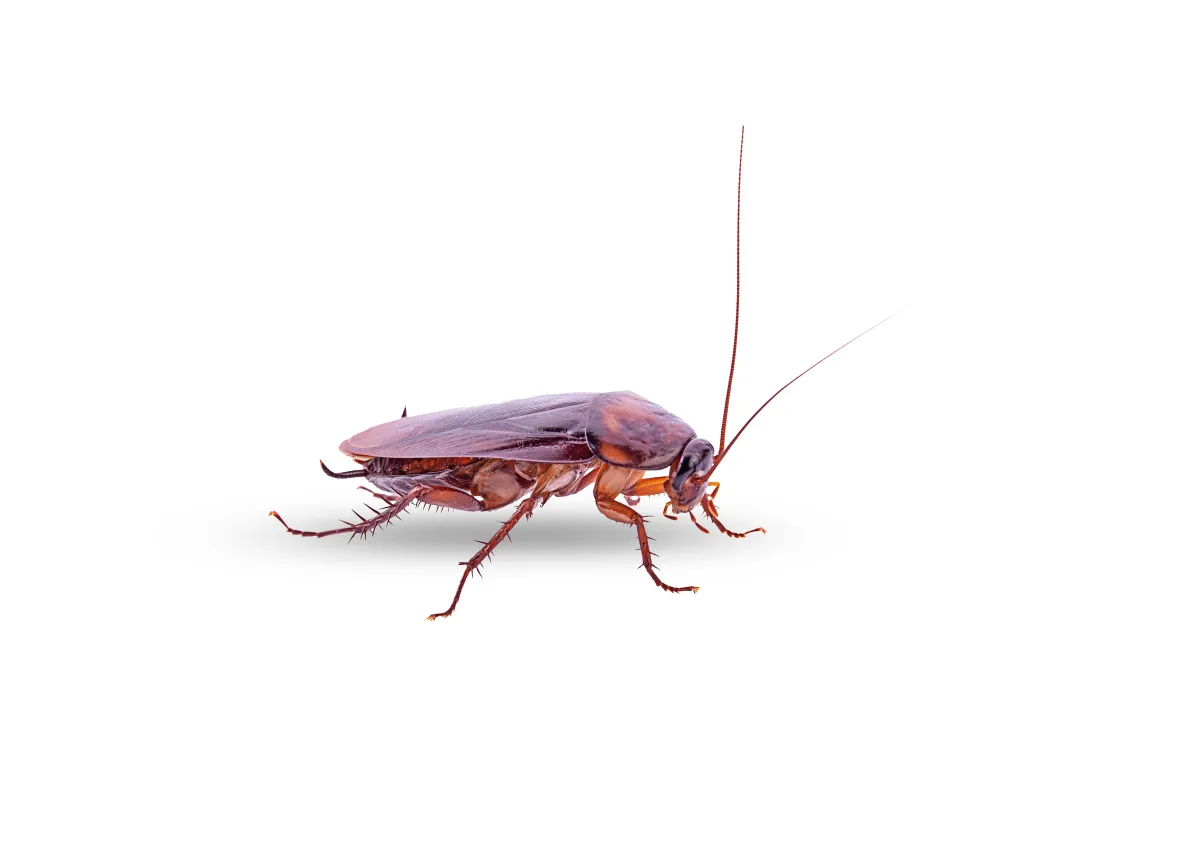 Roach Diamondhead MS
