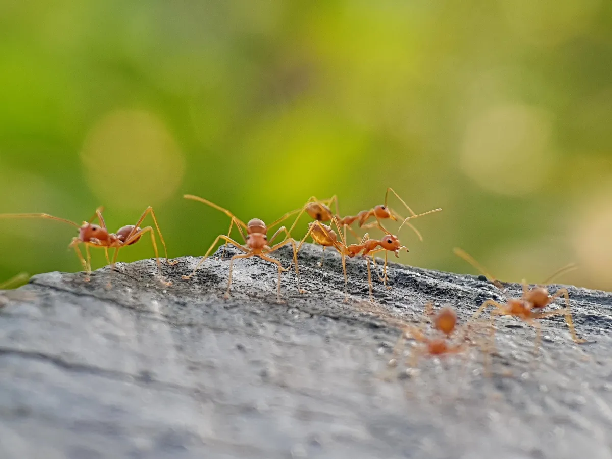 Fire Ants Control Diaomdhead