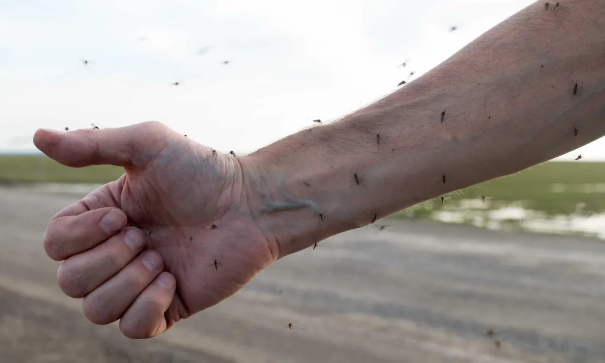 Mosquito Control Diamondhead MS
