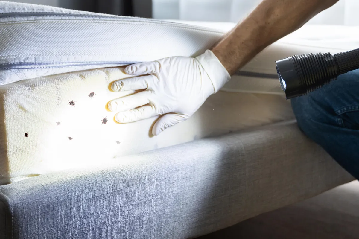 Bedbug Control Diamondhead MS
