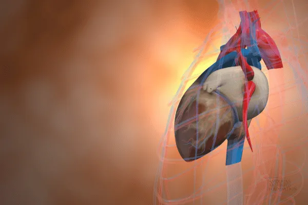 Exciting Breakthrough: Heart Muscle Regeneration Offers New Hope for Healing