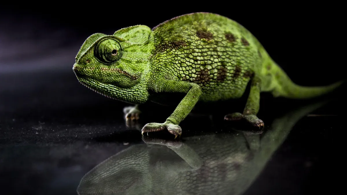 El cliente manda, tu adaptas.