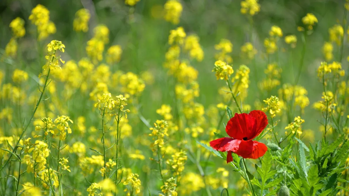 El restaurante de 2026 no se parecerá a ninguno