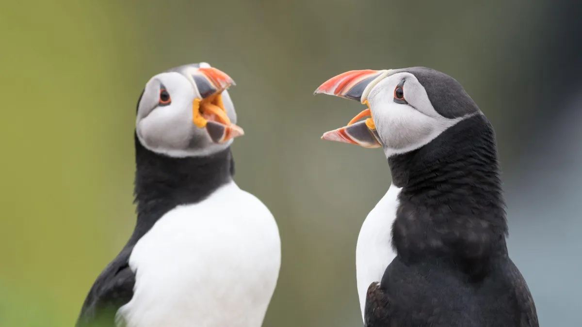 La importancia de ser explícito