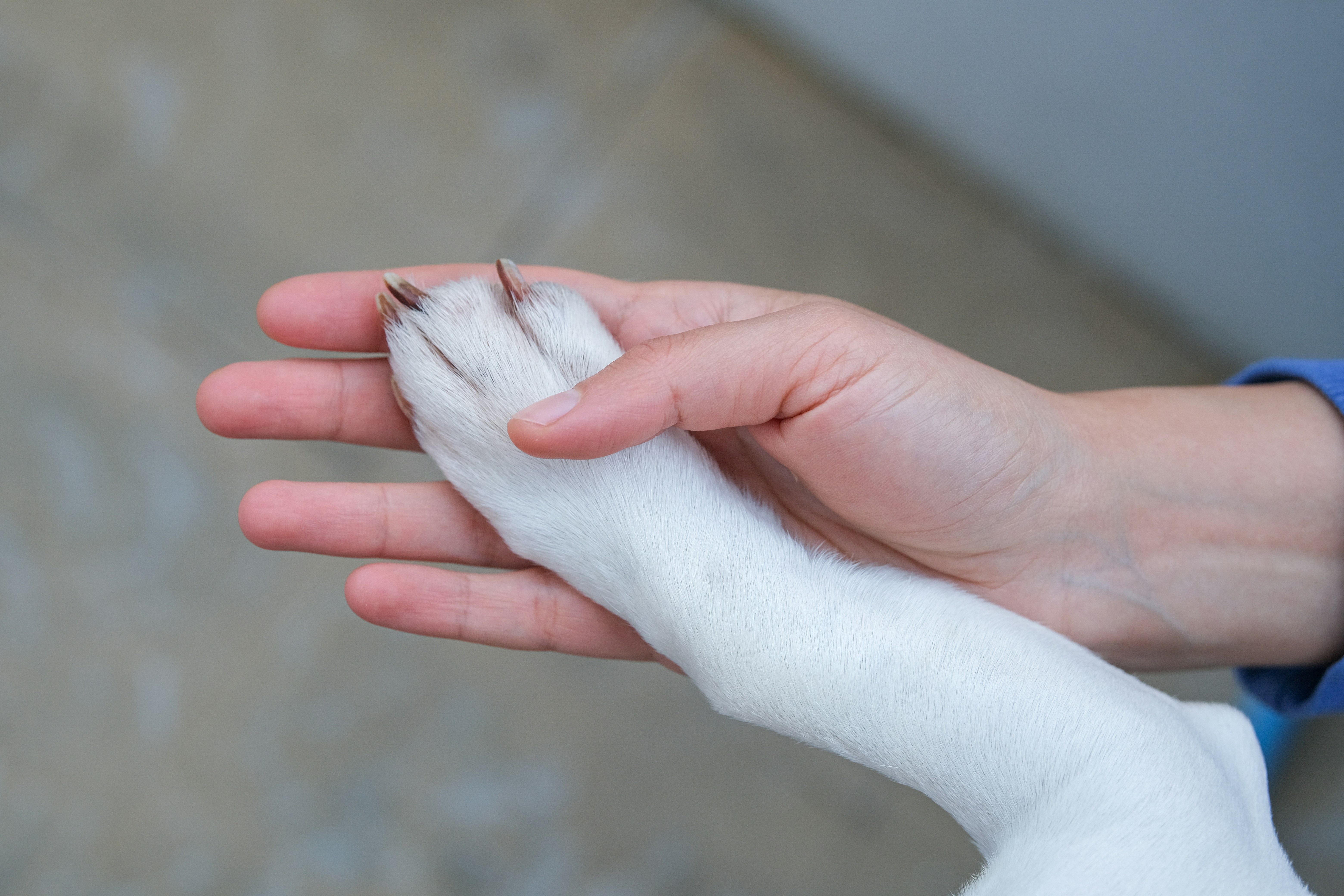 Hand holding a dog paw