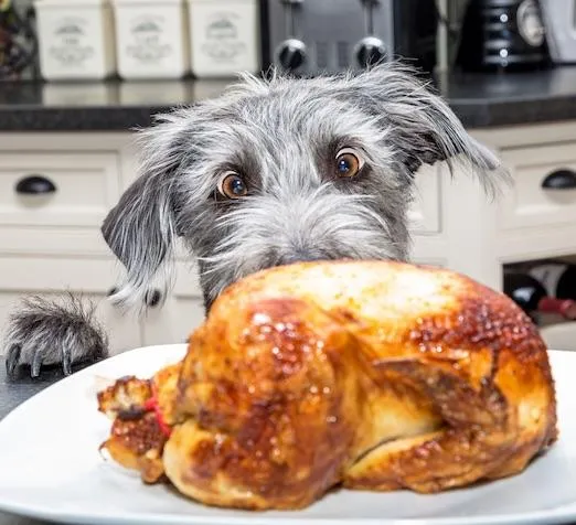 Why Your Dog’s Behavior Isn’t Getting Better