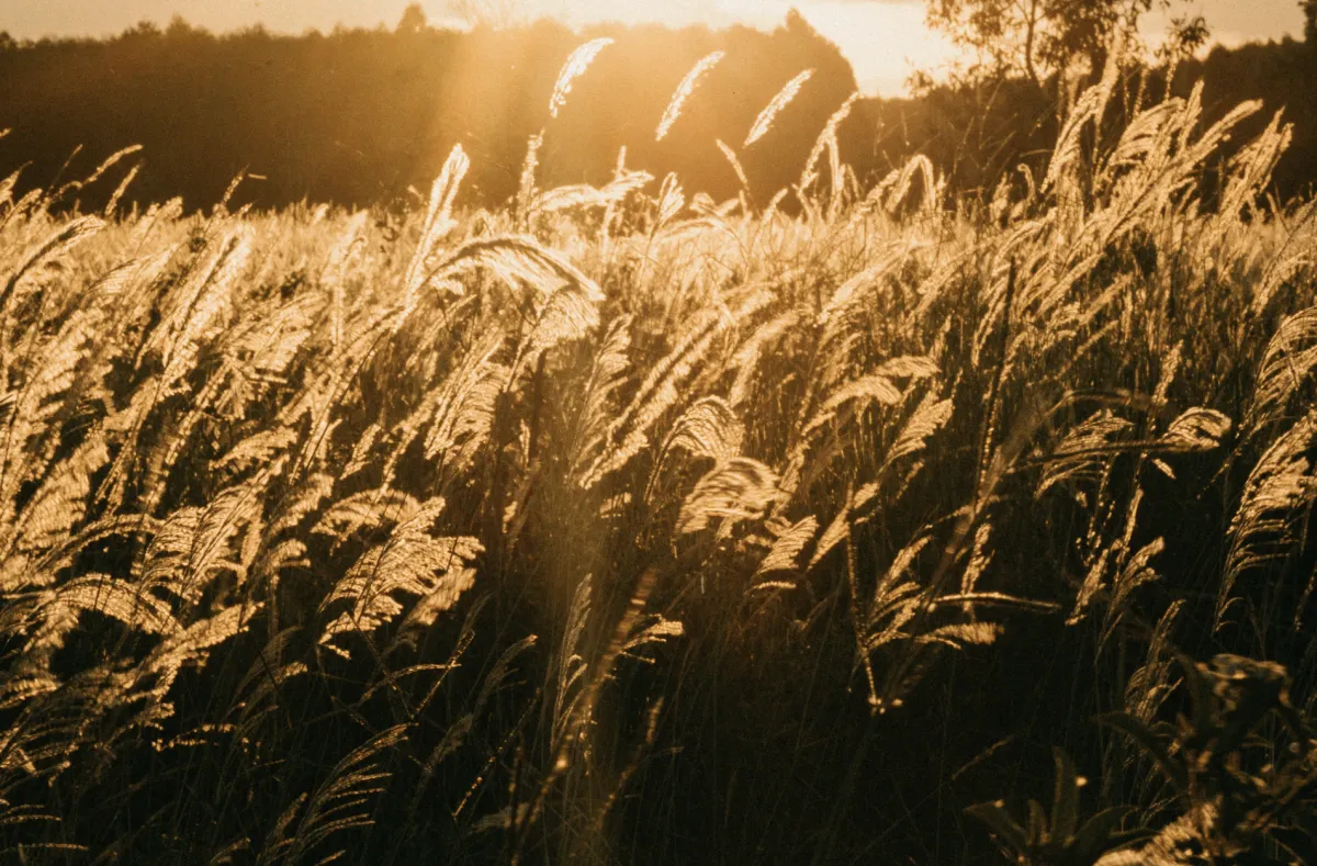 Abundancia y Creación Consciente