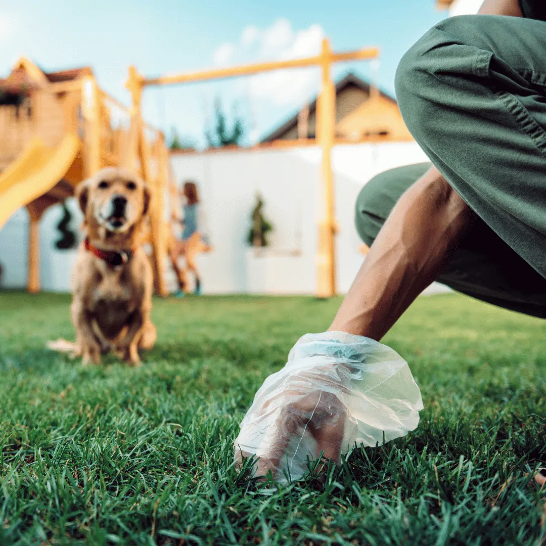 How Often Should You Pick Up Dog Poo From Your Garden?