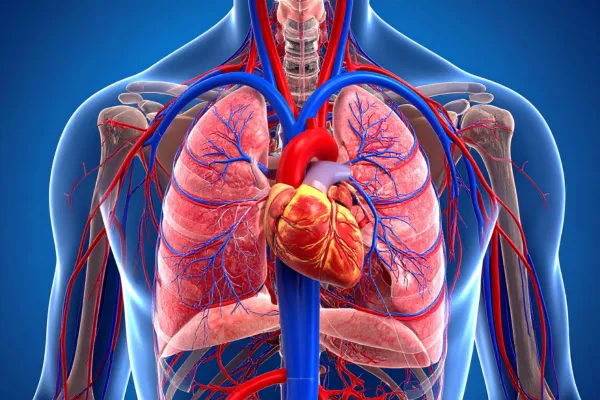 How Optimizing Heart Health Through Longevity Medicine Extends Energy, Vitality, and Lifespan