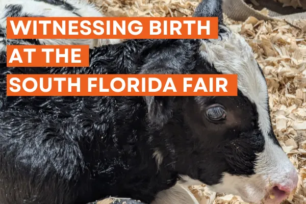 Witnessing Birth at the South Florida Fair