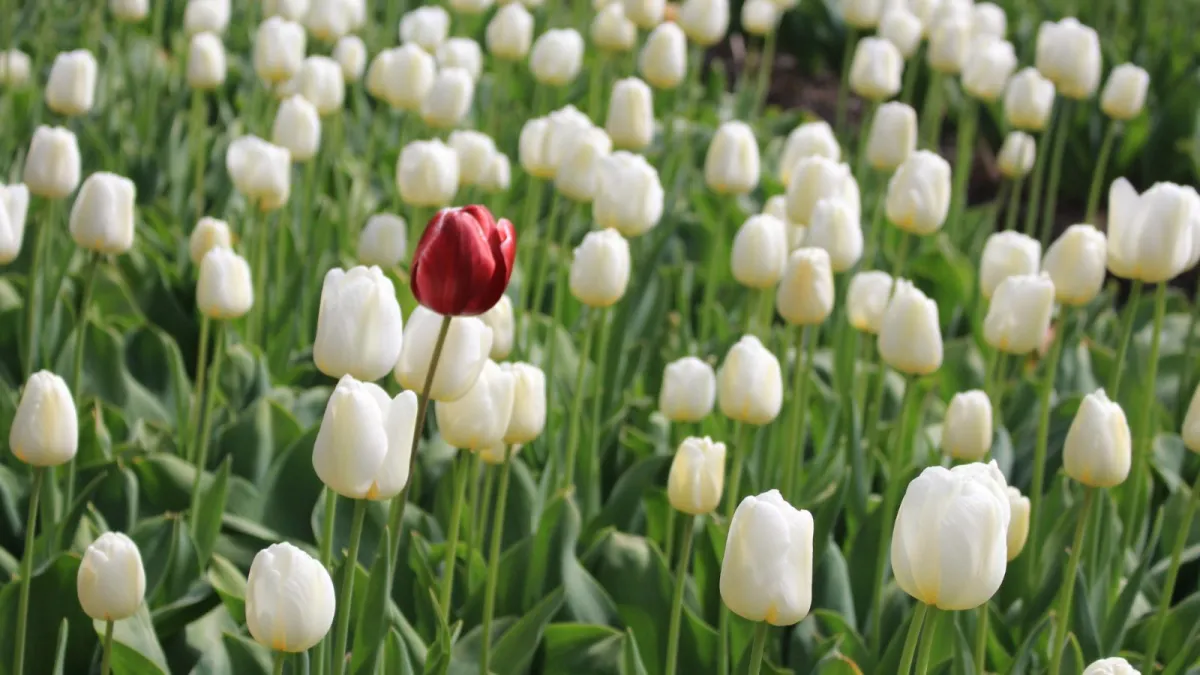Discover what you value most about ourselves - and what makes them unique