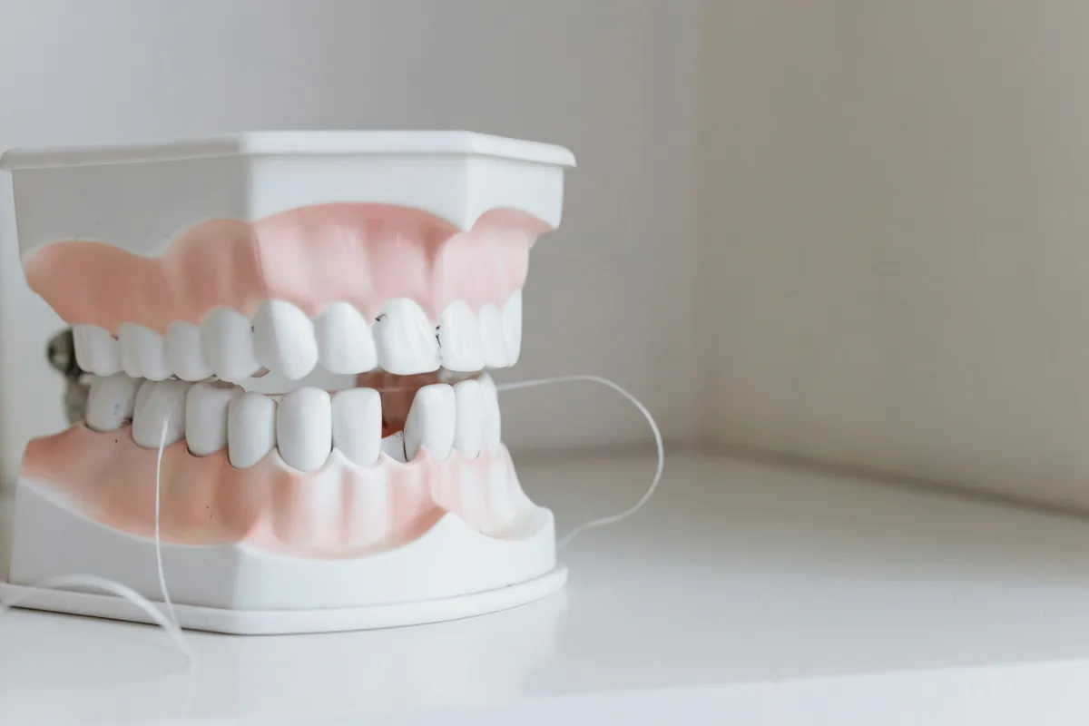 3D diagram of dentires demonstrating how to floss in between teeth