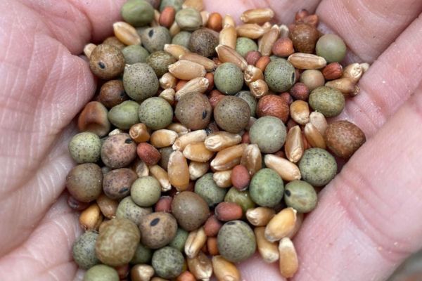 Benefits to Planting Cover Crop in Home Gardens