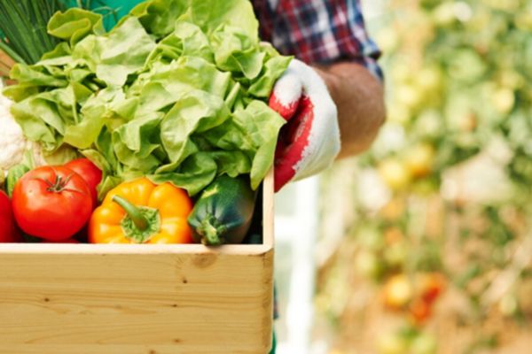 Community Gardens for Food Security