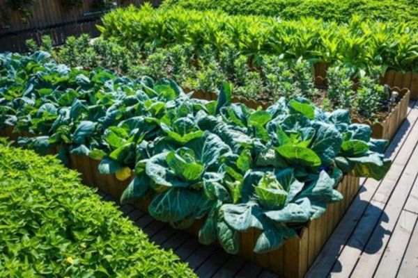 From Garden to Table: Designing Your Edible Landscape for Beauty and Bounty