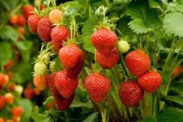 How to Plant Strawberries in Kentucky