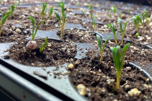 How to Germinate Seeds Indoors for Spring Success