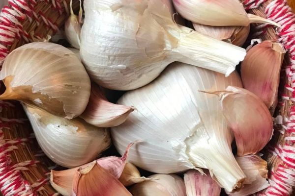 How to Grow Garlic in Kentucky