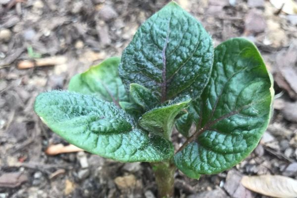 How to Plant Seed Potatoes NOW!